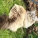 Chat, Felidae, Plante, Carnivore, Small To Medium-sized Cats, Moustaches, Fence, Herbe, Faon, Terrestrial Animal, Big Cats, Museau, Queue, Wire Fencing, Grassland, Poil, Groundcover, Recreation, Canidae, Fang