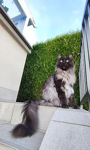 Nom Maine Coon Chat Bagheera