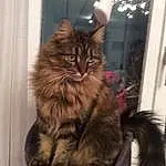 Chat, Felidae, Carnivore, Small To Medium-sized Cats, Moustaches, Queue, Maine Coon, Museau, Terrestrial Animal, Poil, Domestic Short-haired Cat, Patte, Griffe, British Longhair, Bois, Assis, SibÃ©rien