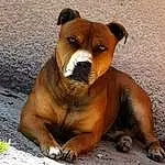 Chien, Carnivore, Race de chien, Chien de compagnie, Faon, Museau, Working Animal, Bulldog, Moustaches, Boxer, Liver, Canidae, Molosser, Working Dog, Wrinkle, Ancient Dog Breeds, Terrestrial Animal, Chiots, Non-sporting Group