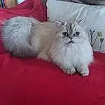Chat, Felidae, Carnivore, Comfort, Small To Medium-sized Cats, Moustaches, Faon, Museau, Bookcase, Queue, Patte, Poil, Griffe, Chien de compagnie, Bedding, Linens, Bed Sheet, Terrestrial Animal, Sieste