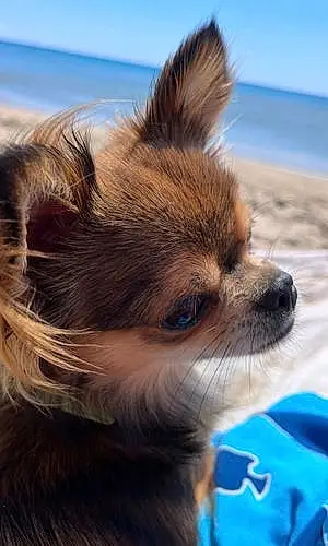 Nom Chihuahua Chien Syrius