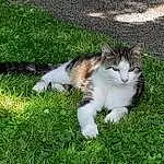 Chat, Small To Medium-sized Cats, Felidae, Herbe, Moustaches, Chat de l’Egée, Carnivore, Domestic Short-haired Cat, European Shorthair, Polydactyl Cat, Queue, Pelouse, Plante, American Wirehair, Chatons, Poil