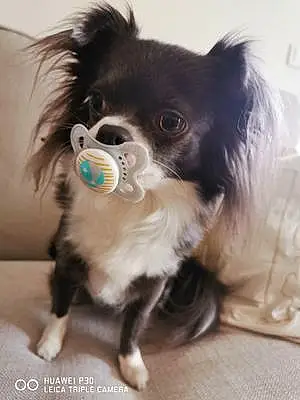Nom Chihuahua Chien Miya