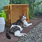 Chat, Plante, Green, Felidae, Carnivore, Herbe, Small To Medium-sized Cats, Moustaches, Faon, Queue, Pet Supply, Road Surface, Outdoor Furniture, Assis, Domestic Short-haired Cat, Poil, Patte, Lawn Ornament, Garden, Asphalt