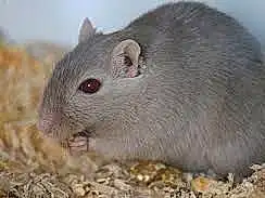 Gerbil, Rat, Mouse, Hamster, Muridae, Muroidea, Rodent, Degu, Museau, Moustaches, Chinchilla, Pest, Faon, Fare, Beige