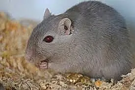 Gerbille Ratatouille