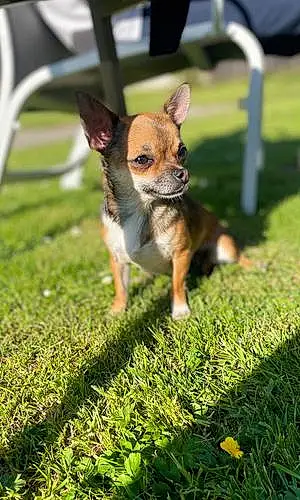 Nom Chihuahua Chien Ruby