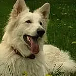Chien, Plante, Carnivore, Jaw, Fang, Race de chien, Herbe, Moustaches, Chien de compagnie, Museau, Collar, Terrestrial Animal, Working Animal, Canidae, Happy, Poil, Shout, Working Dog, Ancient Dog Breeds