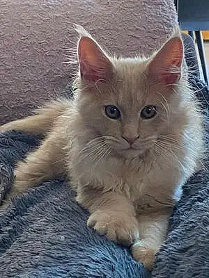Nom Maine Coon Chat Pancho