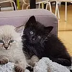Chat, Small To Medium-sized Cats, Felidae, Moustaches, Domestic Long-haired Cat, Carnivore, British Semi-longhair, Asian Semi-longhair, Chatons, Ragamuffin, British Longhair, NorvÃ©gien, SibÃ©rien, Nebelung, Ragdoll, Cymric, Chats noirs, Domestic Short-haired Cat
