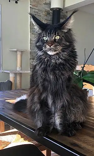 Nom Maine Coon Chat Mephisto