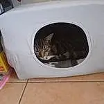 Chat, Cat Supply, Pet Supply, Felidae, Small To Medium-sized Cats, Clothes Dryer, Home Appliance, Washing Machine, Microwave Oven, Major Appliance