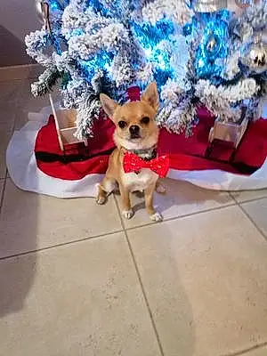 Nom Chihuahua Chien Twix