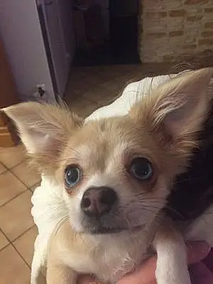 Nom Chihuahua Chien Pinkie