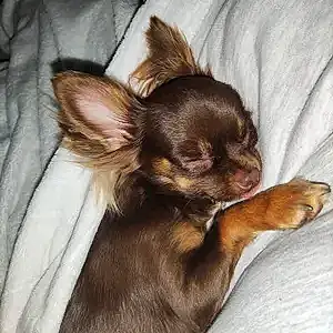 Nom Chihuahua Chien Scarlette