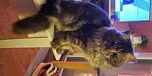 Nom Maine Coon Chat Hermes