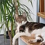Plante, Chat, Felidae, Flowerpot, Houseplant, Carnivore, Small To Medium-sized Cats, Faon, Moustaches, Bois, Queue, Terrestrial Plant, Twig, Poil, Domestic Short-haired Cat, Herbe, Canidae, Conifer, Terrestrial Animal, Pet Supply