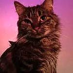 Chat, Felidae, Carnivore, Small To Medium-sized Cats, Iris, Moustaches, Fenêtre, Ciel, Museau, Terrestrial Animal, Poil, Domestic Short-haired Cat, Bois, Queue, Darkness, Night, Magenta, Art, Maine Coon