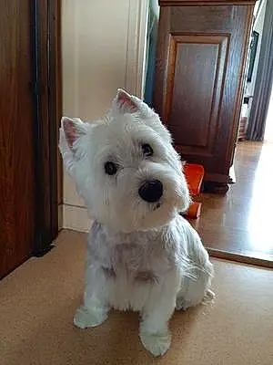 Nom West Highland White Terrier Chien Louis