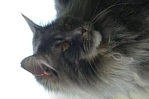 Nom Maine Coon Chat Menphis