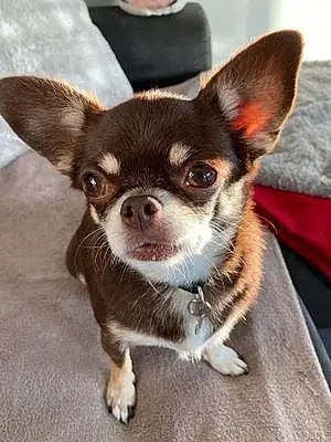 Nom Chihuahua Chien Masha