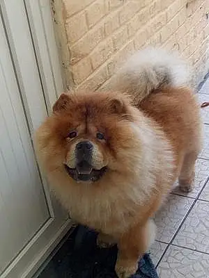 Nom Chow Chow Chien Mister