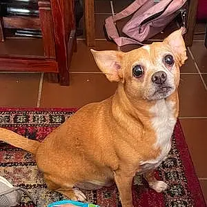 Nom Chihuahua Chien Gaston