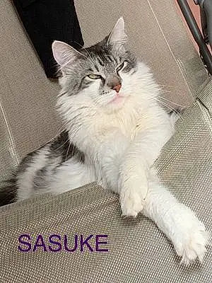 Nom Maine Coon Chat Sasuke