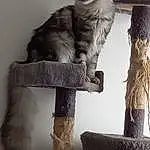 Chat, Blanc, Felidae, Grey, Carnivore, Cat Supply, Natural Material, Moustaches, Queue, Small To Medium-sized Cats, Bois, Pedestal, Pet Supply, Poil, Domestic Short-haired Cat, Comfort, Chair, Room, Assis, Art