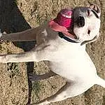 Chien, Race de chien, Canidae, American Staffordshire Terrier, Carnivore, Non-sporting Group, Museau, American Pit Bull Terrier, Dogo Guatemalteco, Pit Bull, American Bulldog, Faon, Rare Breed (dog), Valley Bulldog, Queue, Bully Kutta, Bull And Terrier