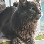 Chat, Small To Medium-sized Cats, Felidae, Moustaches, Nebelung, Carnivore, Domestic Long-haired Cat, Korat, NorvÃ©gien, Domestic Short-haired Cat, Chats noirs, Maine Coon, Bleu russe, British Semi-longhair, Faon, Chatons