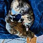 Chat, Felidae, Carnivore, Small To Medium-sized Cats, Moustaches, Queue, Bois, Poil, Domestic Short-haired Cat, Electric Blue, Comfort, Griffe, Linens, Sieste, Race de chien, Patte, Sleep