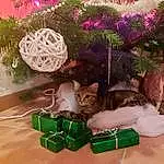 Chat, Plante, Felidae, Christmas Ornament, Carnivore, Textile, Small To Medium-sized Cats, Purple, Flowerpot, Rose, Faon, Moustaches, Woody Plant, Christmas Decoration, Herbe, Noël, Queue, Decoration, Ornament