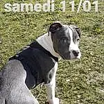 Chien, Race de chien, Canidae, American Staffordshire Terrier, Carnivore, American Pit Bull Terrier, Museau, Non-sporting Group, Staffordshire Bull Terrier, Pit Bull, Rare Breed (dog), Bull And Terrier, Chien de compagnie, Terrier, Adventure, Faon