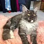 Chat, Small To Medium-sized Cats, Felidae, Carnivore, Moustaches, Domestic Long-haired Cat, Maine Coon, NorvÃ©gien, Chatons, Poil, Asian Semi-longhair, Faon, British Semi-longhair, Ragamuffin