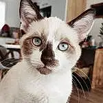 Head, Chat, Yeux, FenÃªtre, Felidae, Carnivore, Moustaches, Iris, Small To Medium-sized Cats, Faon, Museau, Thai, Collar, Poil, Domestic Short-haired Cat, Terrestrial Animal