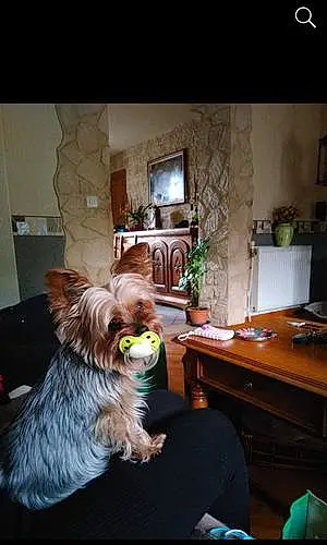 Nom Yorkshire Terrier Chien Flora