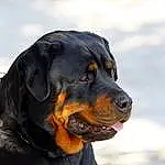 Chien, Carnivore, Race de chien, Chien de compagnie, Museau, Rottweiler, Collar, Terrestrial Animal, Guard Dog, Working Dog, Canidae, Working Animal, Hunting Dog