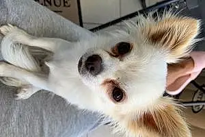 Nom Chihuahua Chien Puppy
