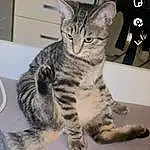 Chat, Felidae, Carnivore, Small To Medium-sized Cats, Moustaches, Museau, Patte, Queue, Domestic Short-haired Cat, Poil, Griffe, Terrestrial Animal, Tableware, Serveware, Assis