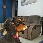Chien, Carnivore, Picture Frame, Liver, Race de chien, Faon, Couch, Moustaches, Chien de compagnie, Working Animal, King Charles Spaniel, Épagneul, Collar, Museau, Toy Dog, Comfort, Poil, Canidae