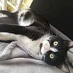 Chat, Small To Medium-sized Cats, Moustaches, Felidae, Carnivore, Yeux, Domestic Short-haired Cat, Griffe, Patte, Museau, Polydactyl Cat, Jambe, Poil, American Wirehair, Chats noirs, Chatons, Black-and-white, European Shorthair, Queue, Oreille