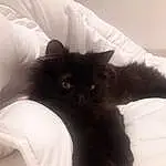 Chat, Small To Medium-sized Cats, Chats noirs, Felidae, Black, Peau, Moustaches, Norvégien, Carnivore, Poil, Chatons, Yeux, Domestic Long-haired Cat, Oreille, Queue, Bed, British Longhair, Long Hair, Black-and-white