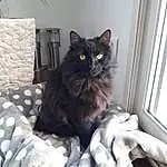 Chat, Small To Medium-sized Cats, Felidae, Moustaches, Domestic Long-haired Cat, Carnivore, Nebelung, Chats noirs, Norvégien, British Semi-longhair, British Longhair, Yeux, Maine Coon, Persan, Asian Semi-longhair, Domestic Short-haired Cat, Asiatique, Poil, Chatons