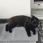 Chat, Chats noirs, Small To Medium-sized Cats, Black, Felidae, Carnivore, Queue, Moustaches, Museau, Domestic Short-haired Cat, Poil, Bombay, Griffe, Chatons, Nebelung, British Shorthair