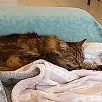 Chat, Comfort, Felidae, Carnivore, Moustaches, Faon, Small To Medium-sized Cats, Bed, Queue, Bedding, Linens, Poil, Domestic Short-haired Cat, Chien de compagnie, Room, Bed Sheet, Mattress, Duvet, Bedroom, Terrestrial Animal