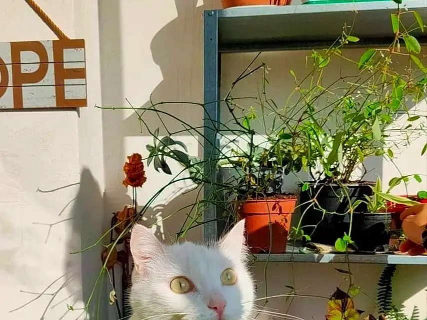 Plante, Chat, Fleur, Flowerpot, Felidae, Houseplant, Carnivore, Small To Medium-sized Cats, Herbe, Moustaches, Groundcover, Shrub, Museau, Queue, Art, Petal, Domestic Short-haired Cat, Garden, Herbaceous Plant