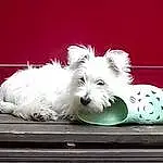 Chien, Canidae, Race de chien, West Highland White Terrier, Chiots, Terrier, Chien de compagnie, Carnivore, Petit Terrier, Sealyham Terrier, Rare Breed (dog), Sporting Lucas Terrier