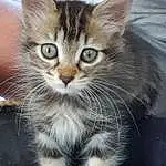 Chat, Small To Medium-sized Cats, Moustaches, Felidae, Carnivore, Chat tigrÃ©, Chatons, Domestic Short-haired Cat, Chat de lâ€™EgÃ©e, European Shorthair, Asiatique, American Wirehair, Museau, Dragon Li, Pixie-bob, American Shorthair, Domestic Long-haired Cat, American Curl